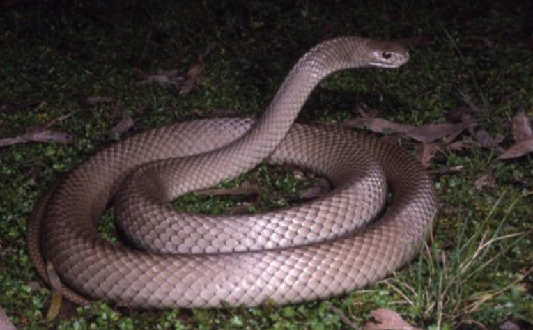 snake bites in australia brown snake