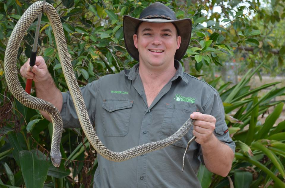 Brown snakes are ready biters in Australia