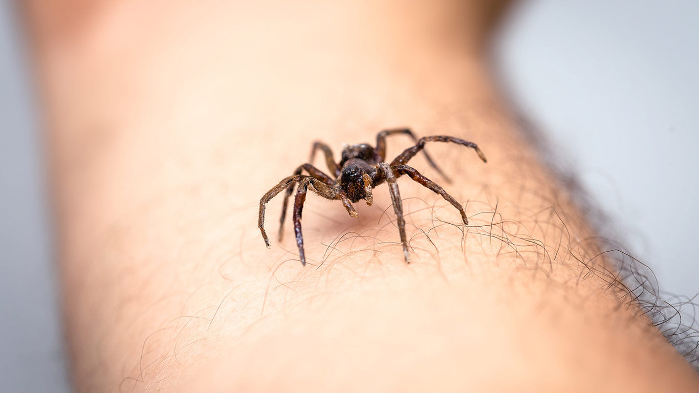 Dealing with Spider Bites: Do They Itch, Burn, or Hurt?