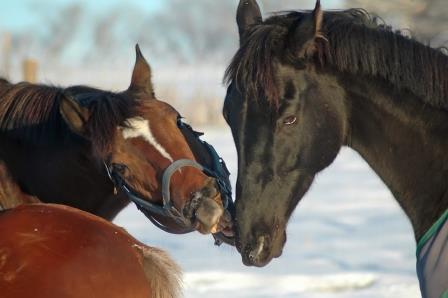 horse in pain horse in pain