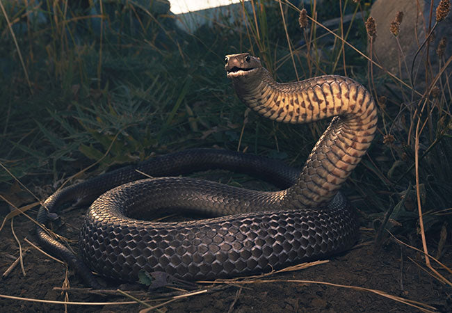 Are you snake bite ready? Are you snake bite ready?