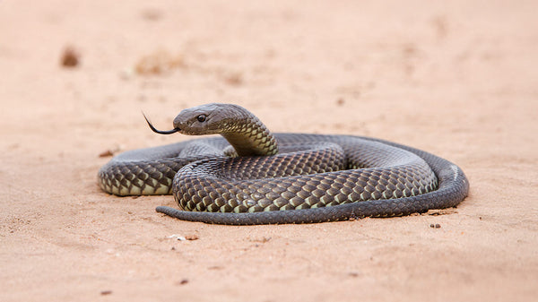 Your guide to choosing the perfect snake bite kit