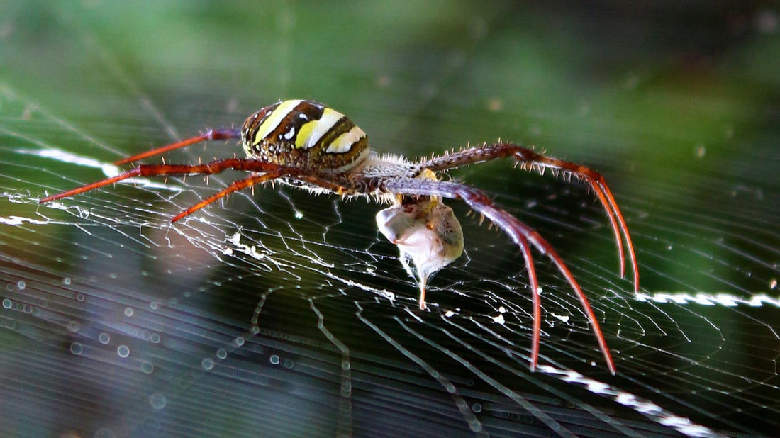 Australian Spider Bites