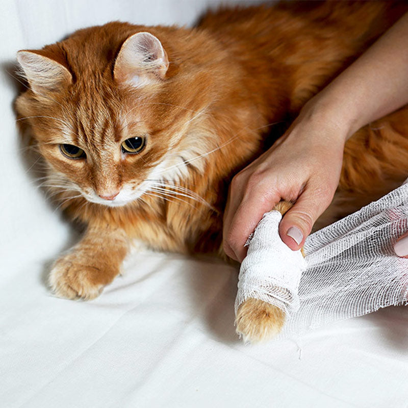 Bandaging a cats leg